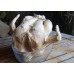 STRAFOR KÖPÜK 3D - TAVUK, GIDA ÜRÜNLERİ -10